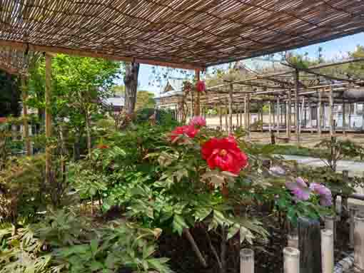 a peony garden in Zenyoji Temple