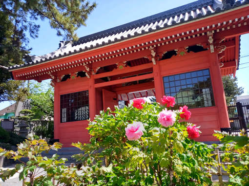 令和６年小岩善養寺の牡丹園