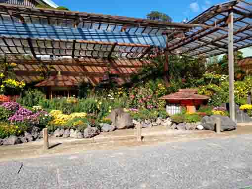 令和３年秋善養寺の菊花展