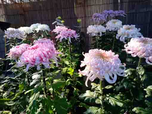 令和３年秋善養寺の菊花展に咲く花々３