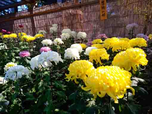 令和３年秋善養寺の菊花展に咲く花々２