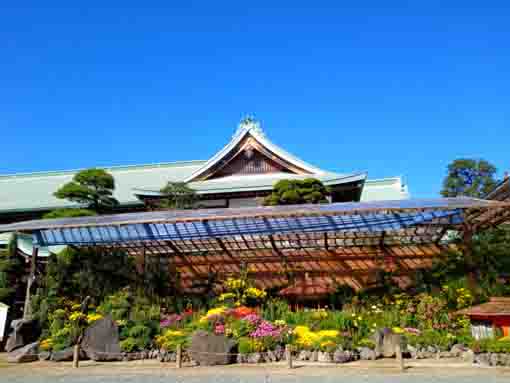 令和３年秋小岩善養寺の菊花展１