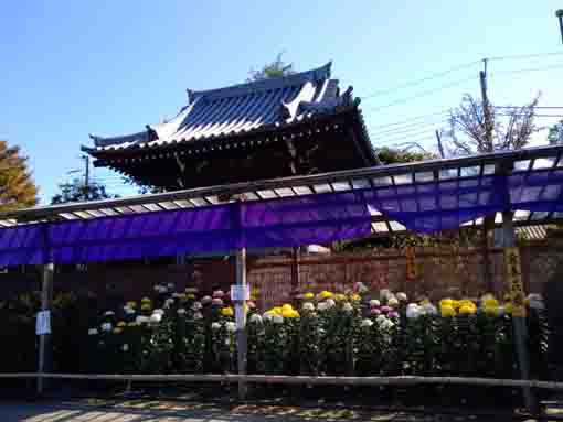 令和３年秋善養寺鐘楼堂前の菊