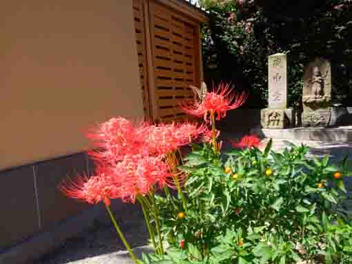 令和３年善養寺に咲くマンジュシャゲの花１
