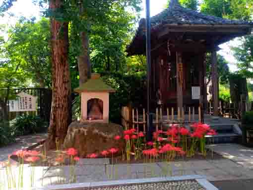 令和３年善養寺に咲くマンジュシャゲの花２