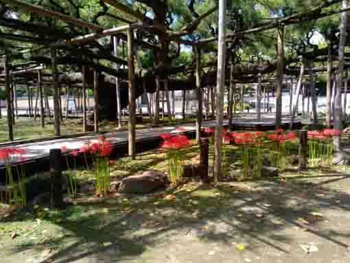Red Spider Lilies in Zenyoji Temple