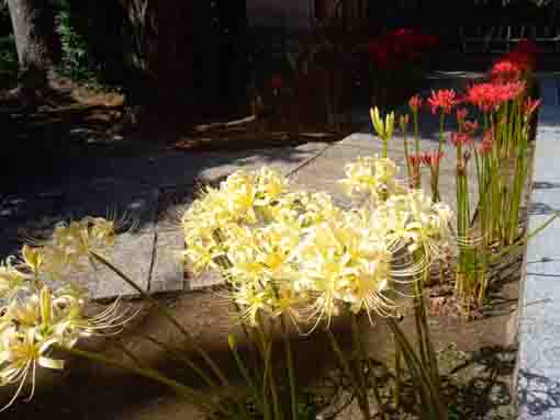 令和３年善養寺に咲くマンジュシャゲの花４