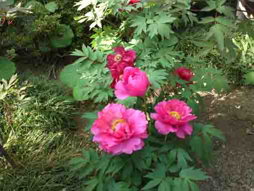 red peony flowers in Zenyoji Temple