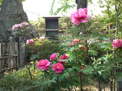 fully blooming peony flowers in Zenyoji