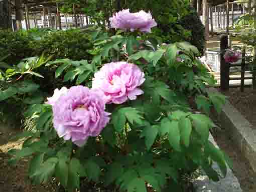 星住山地蔵院善養寺に咲く牡丹の花