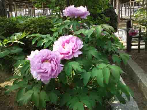 pink peony flowers in Zenyoji Temple