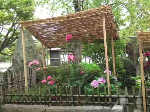 peony flowers under the straw roof