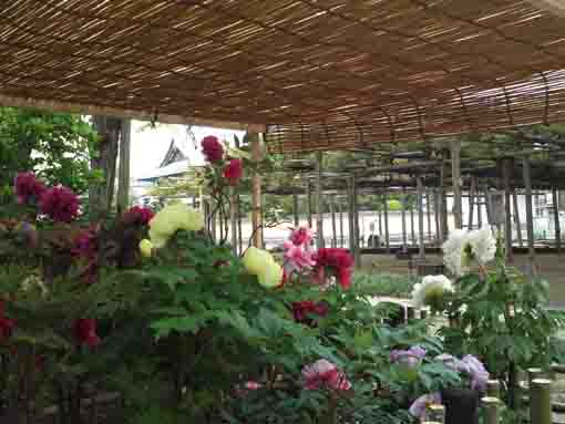 peony flowers in front of Yoko no Matsu