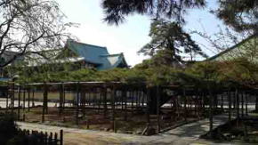 the beutiful huge pine tree in Zenyoji
