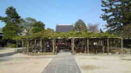 Yogo no Matsu in Zenyoji Temple