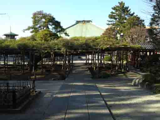 the black pine tree in Zenyoji Temple
