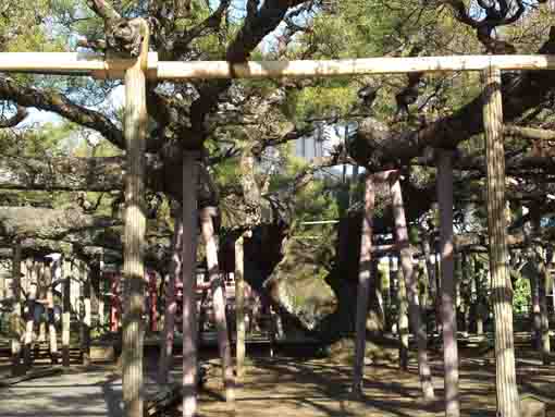 under Yoko no Matsu in Zenyoji