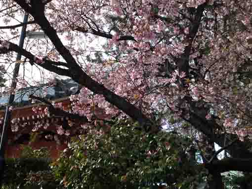 the cherry blossoms and the niomon