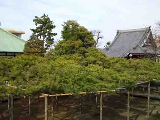 Yoko no Matsu from Mt. Yokozuna