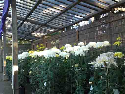 chrysanthemums in Koiwa