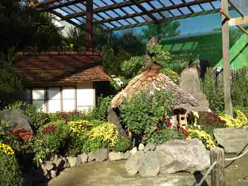 a small house in kiku flowers