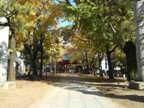 the approach with lined gingko trees in fall